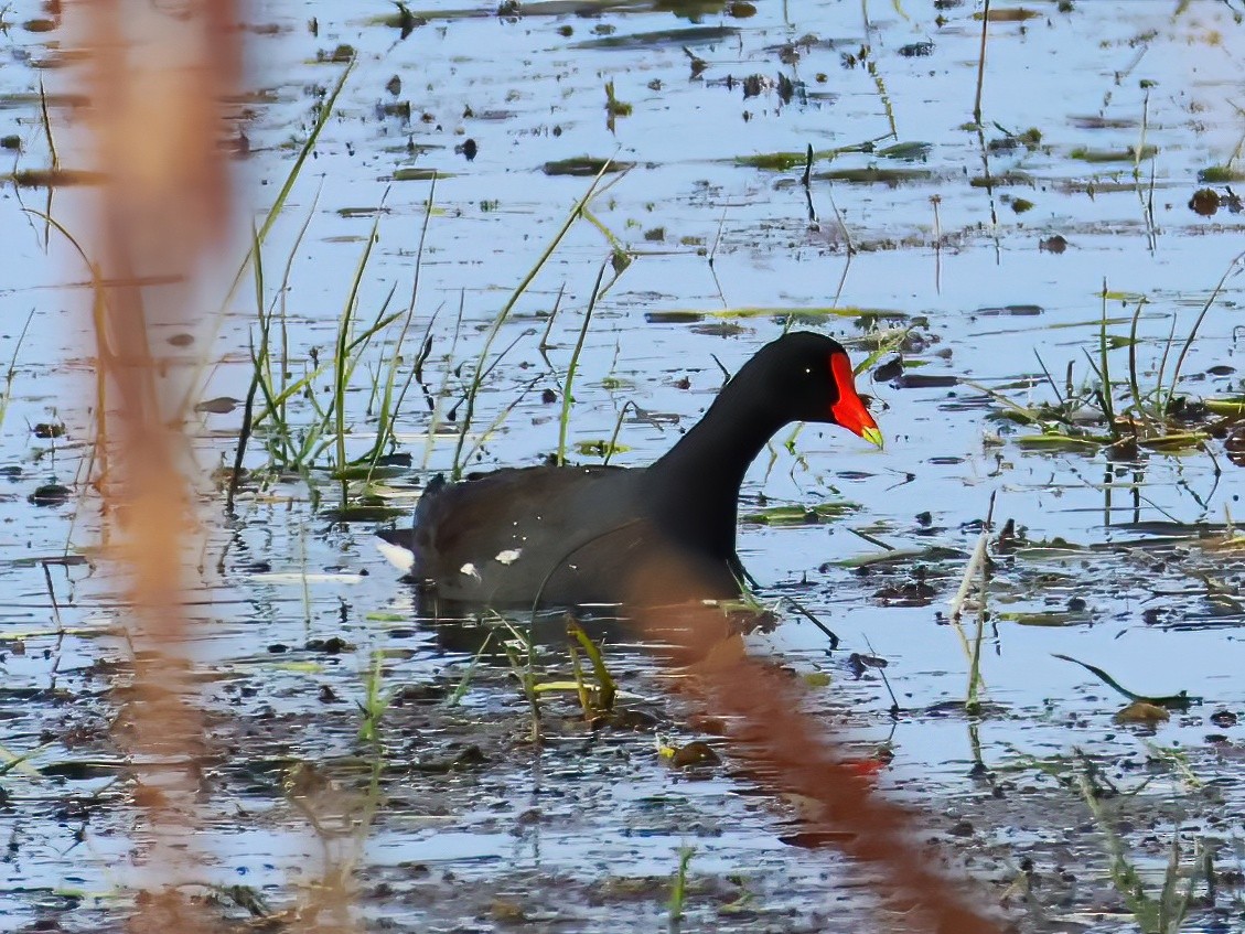 Common Gallinule - ML636852795