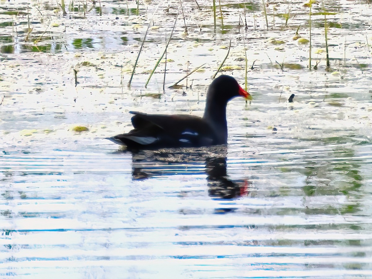 Common Gallinule - ML636852796