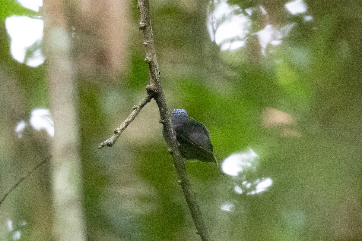 Mavi Tepeli Manakin - ML636852819