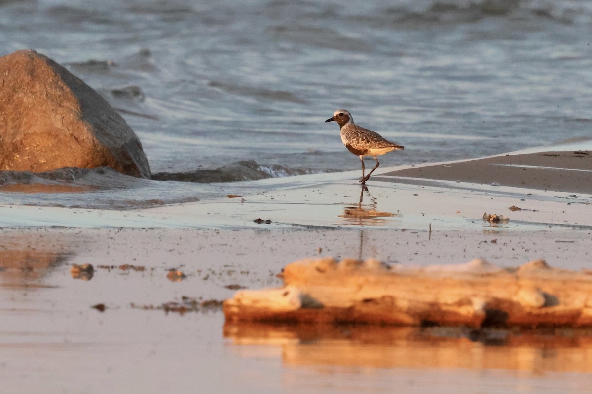 Black-bellied Plover - ML636852823
