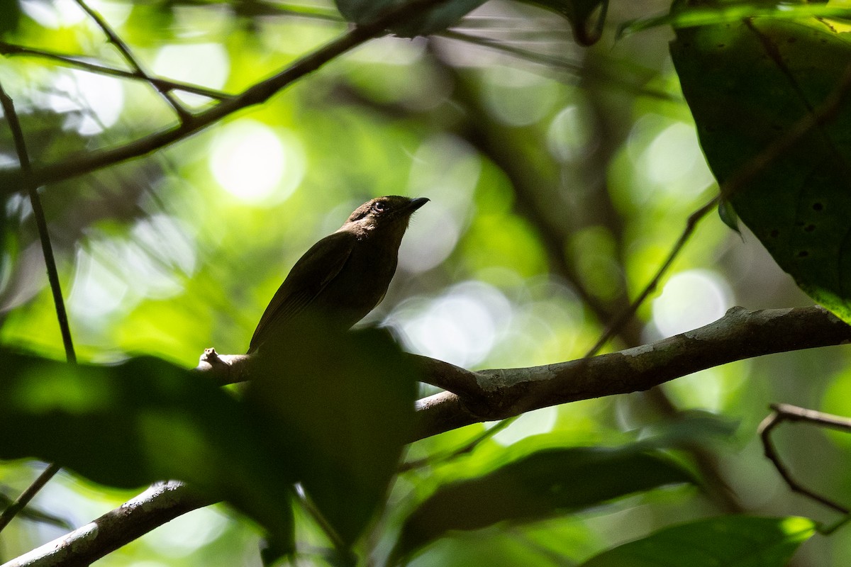 Brown-winged Schiffornis (Amazonian) - ML636852828
