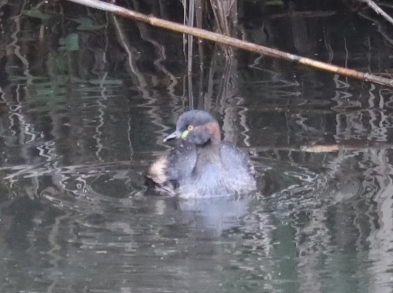 Australasian Grebe - ML636852859