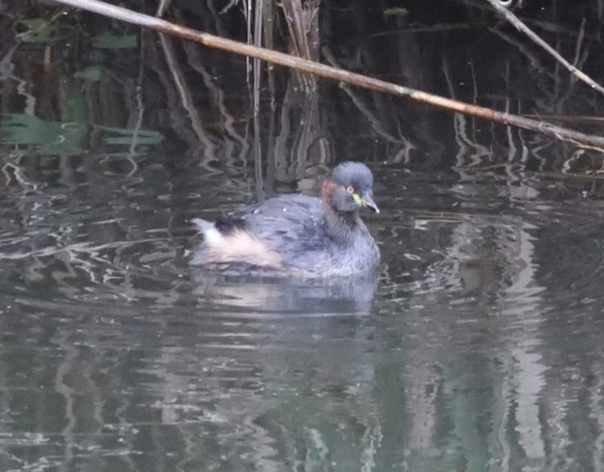 Australasian Grebe - ML636852860