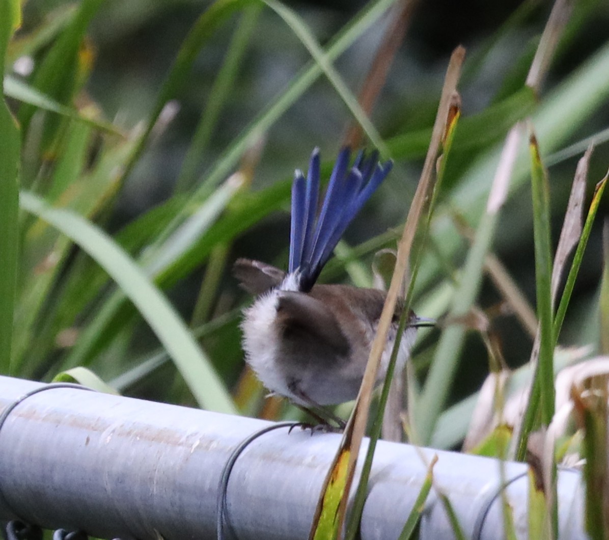 Superb Fairywren - ML636852903