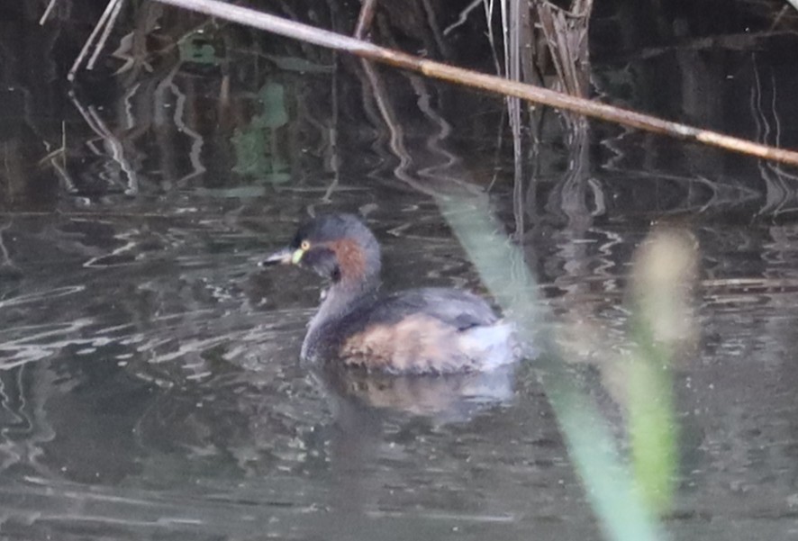Australasian Grebe - ML636852913