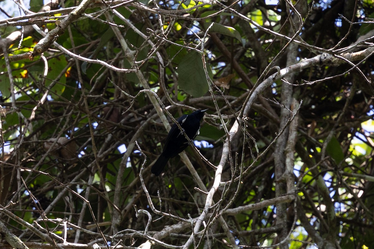Fulvous-crested Tanager - ML636852934