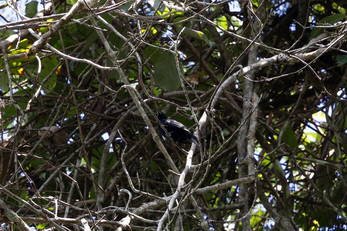 Fulvous-crested Tanager - ML636852936