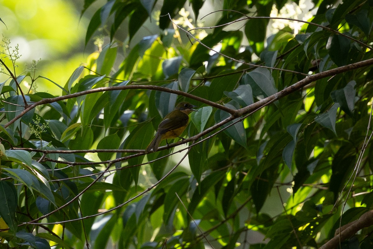 Fulvous-crested Tanager - ML636852941