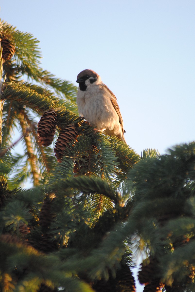 House Sparrow - ML636852969