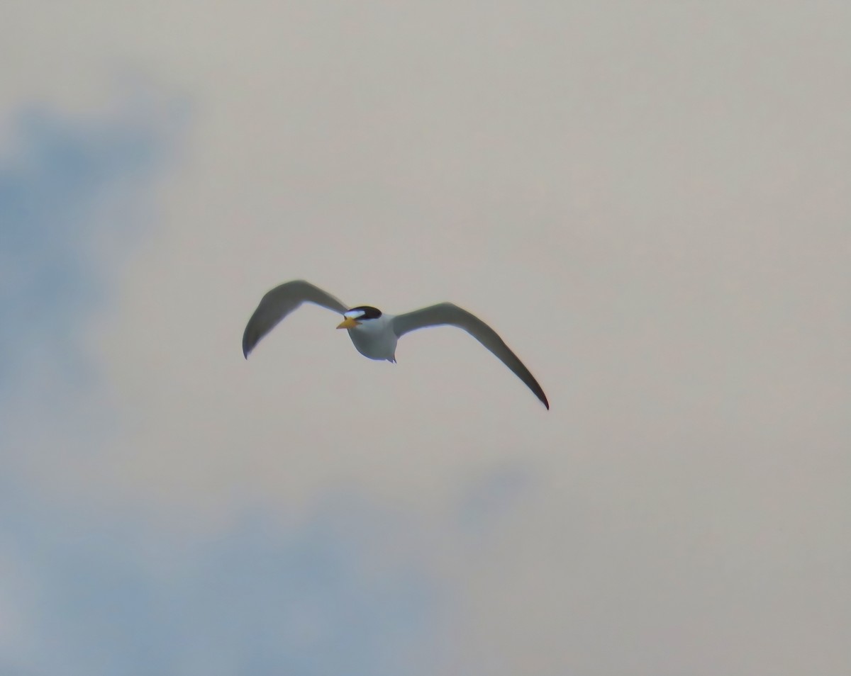 Least Tern - ML636852976