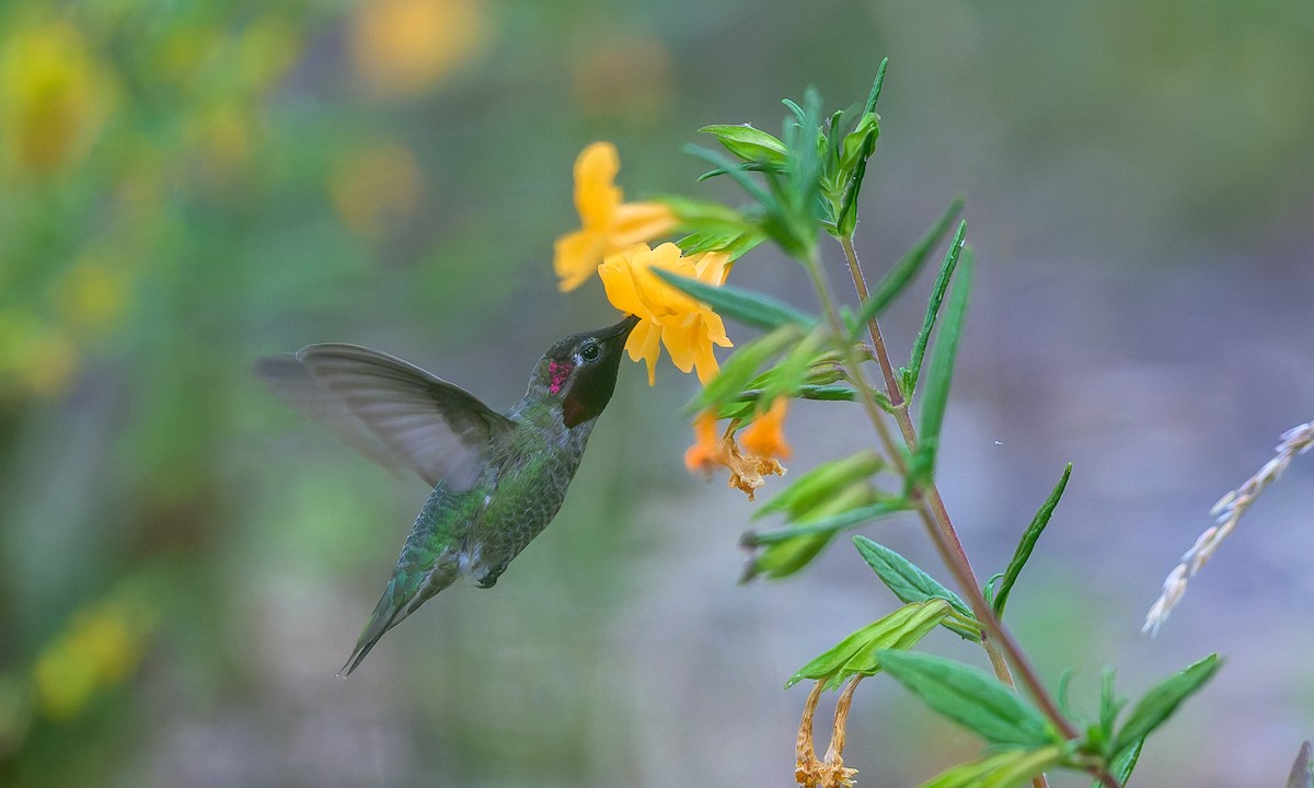 Anna's Hummingbird - ML636853049