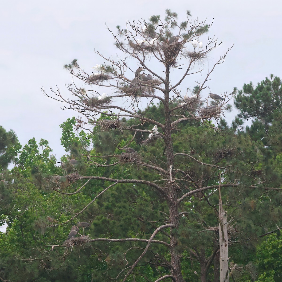 Great Egret - ML636853062