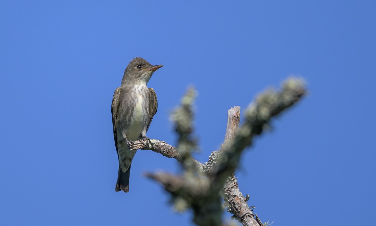 Olivflanken-Schnäppertyrann - ML636853077