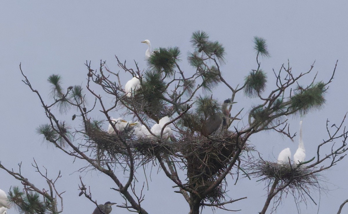 Great Egret - ML636853081