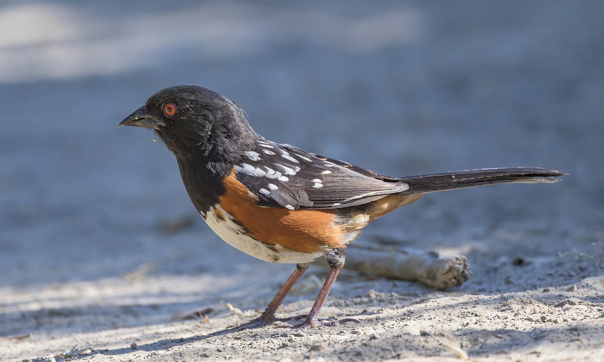 Spotted Towhee - ML636853093