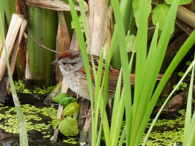 Swamp Sparrow - ML636853138