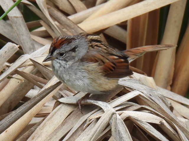 Swamp Sparrow - ML636853139