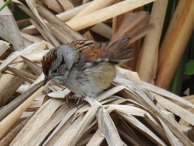 Swamp Sparrow - ML636853140