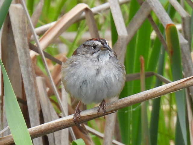 Swamp Sparrow - ML636853141