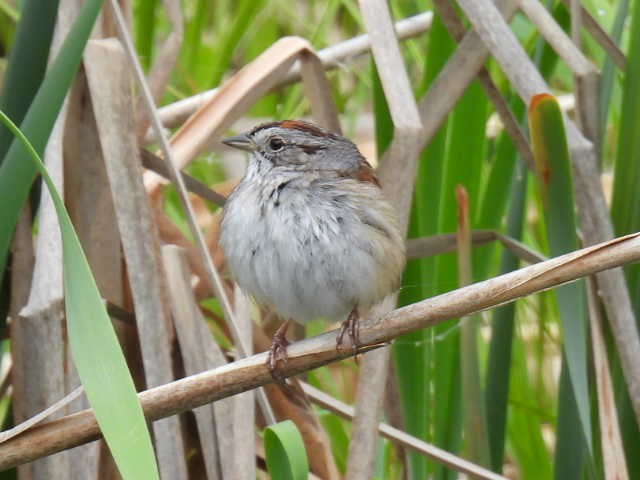 Swamp Sparrow - ML636853142