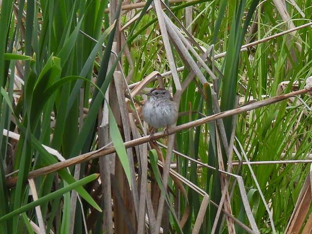 Swamp Sparrow - ML636853143