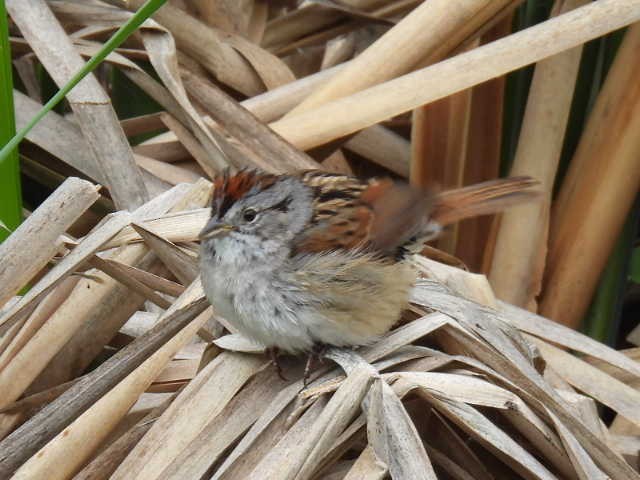 Swamp Sparrow - ML636853144