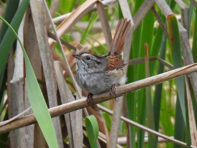 Swamp Sparrow - ML636853145