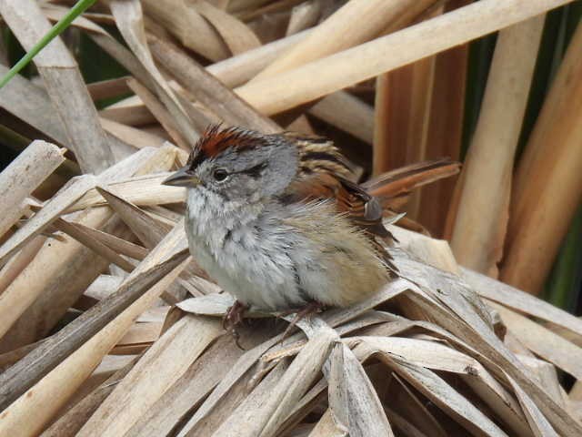 Swamp Sparrow - ML636853147