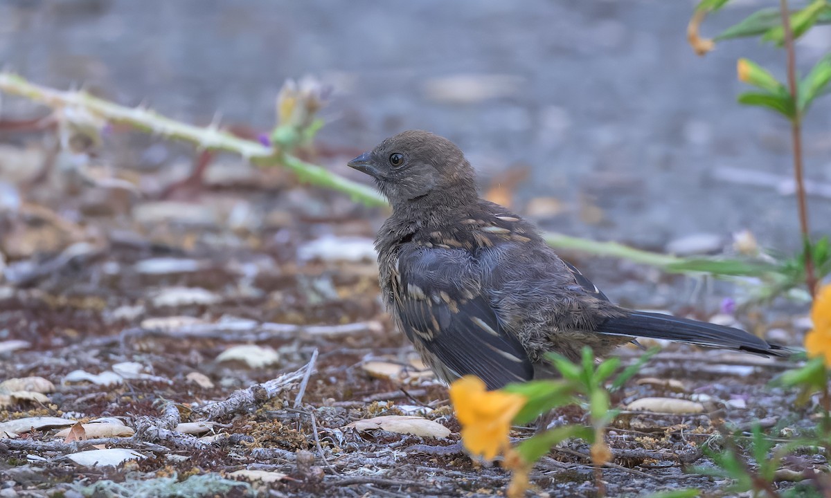 Spotted Towhee - ML636853153