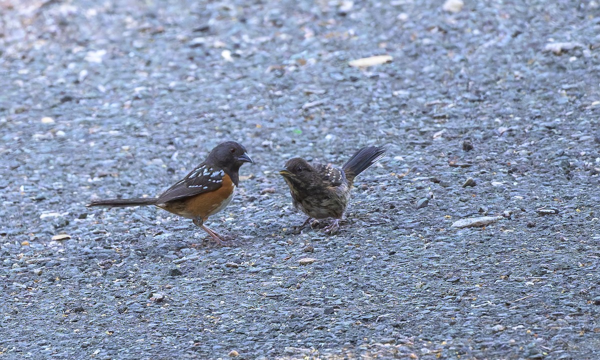 Spotted Towhee - ML636853168