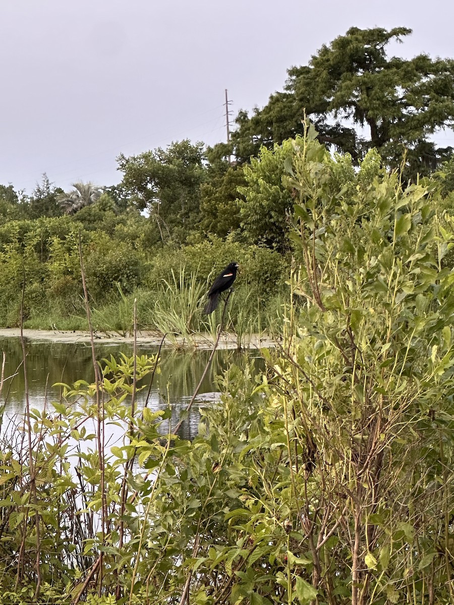 Red-winged Blackbird - ML636853212