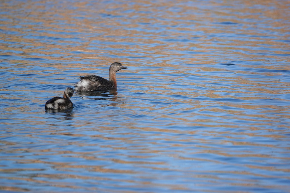 New Zealand Grebe - ML636853287