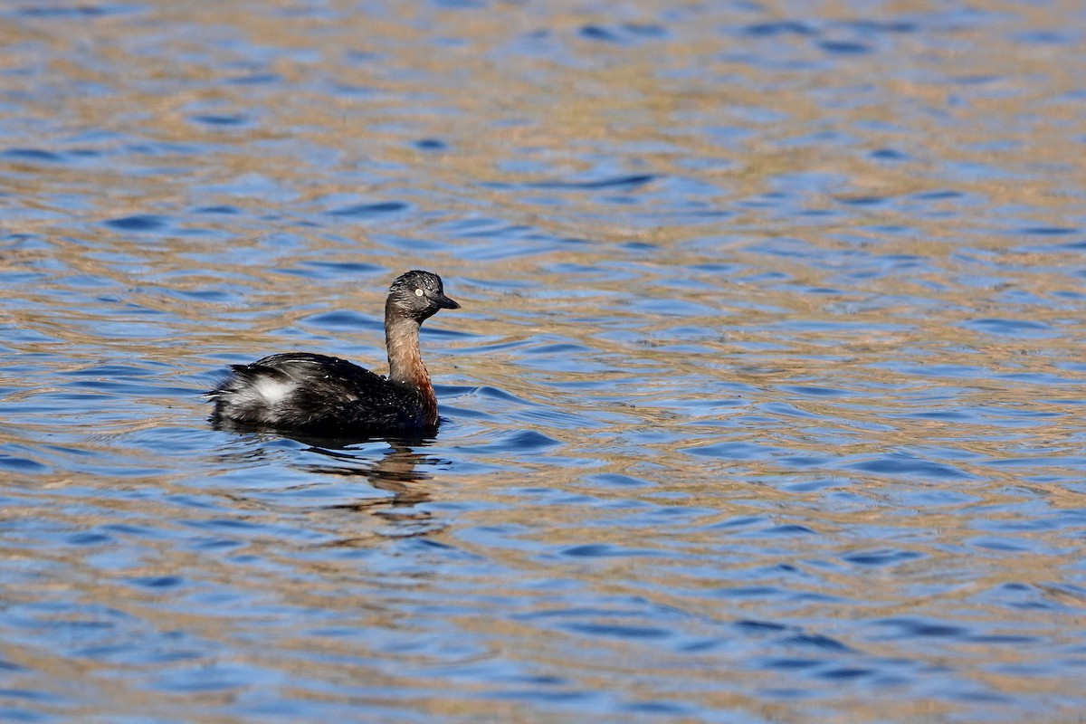 New Zealand Grebe - ML636853301