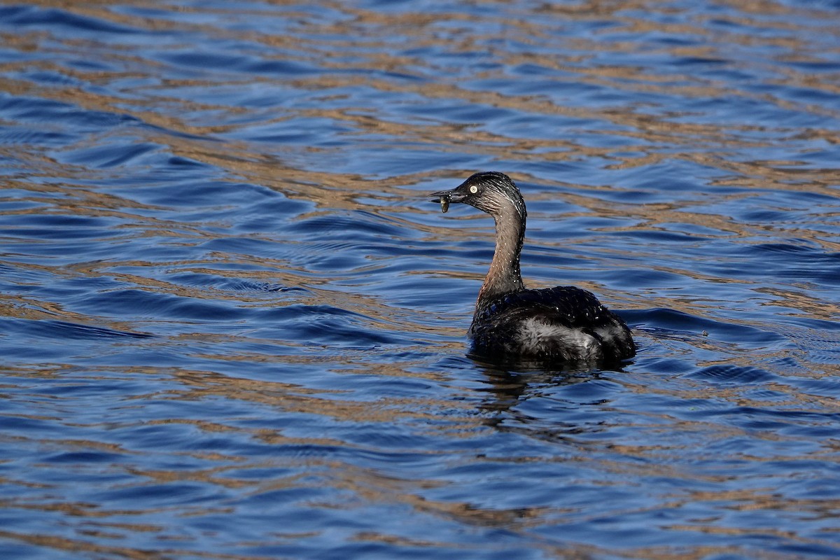 New Zealand Grebe - ML636853333