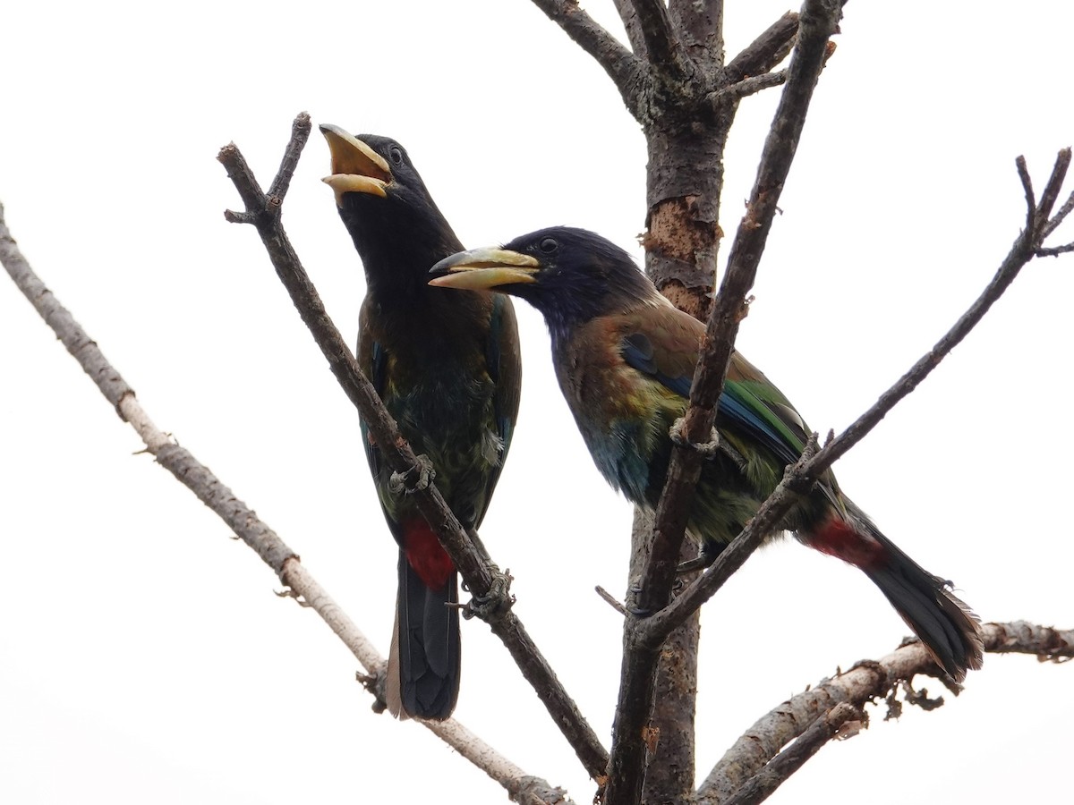 Great Barbet - ML636853402
