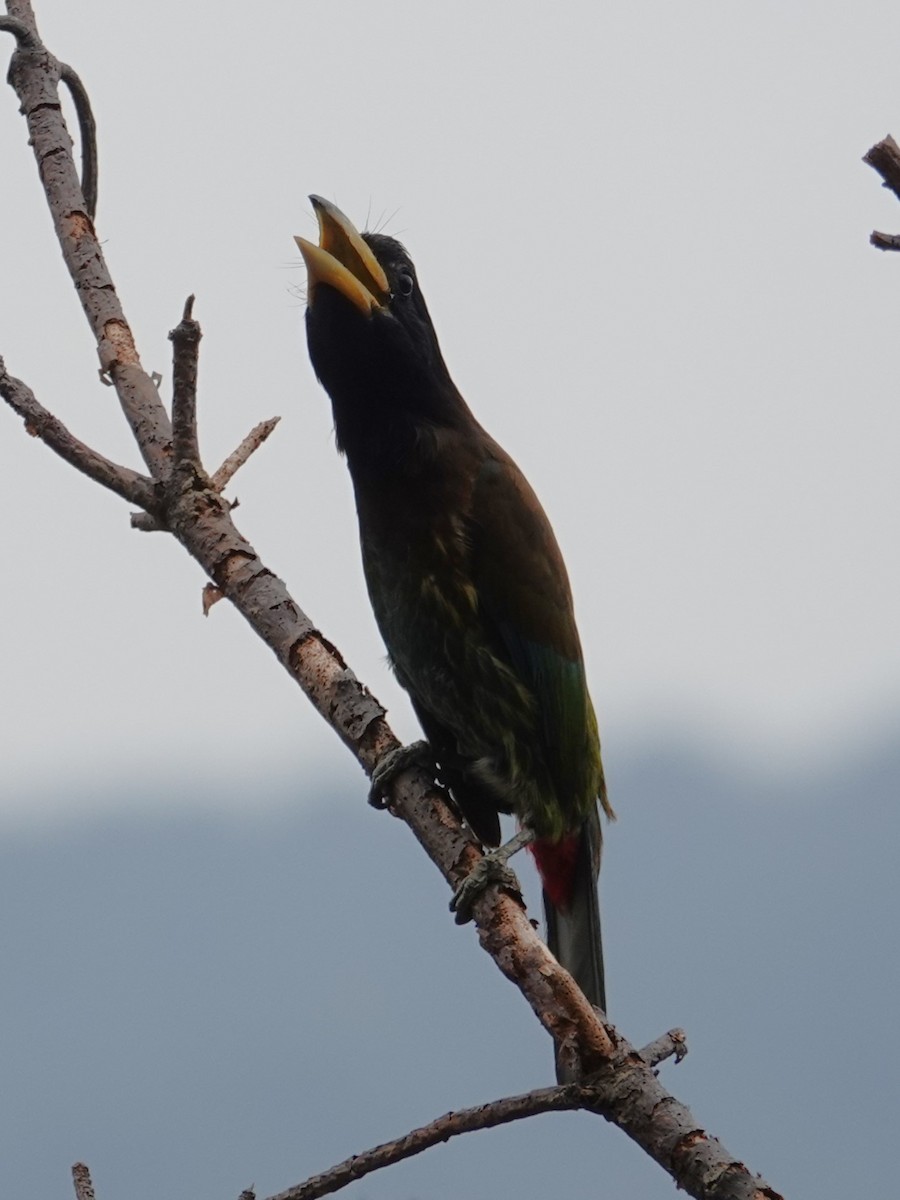 Great Barbet - ML636853403