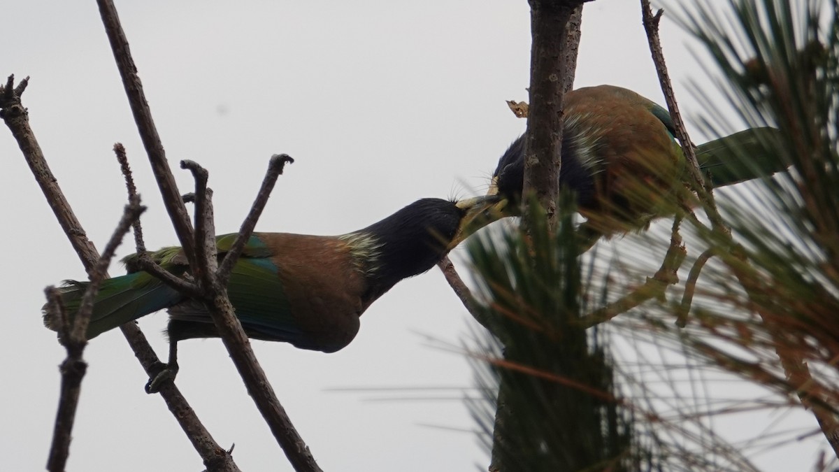 Great Barbet - ML636853404