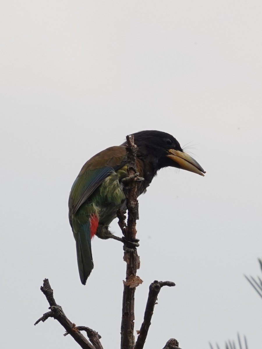 Great Barbet - ML636853405