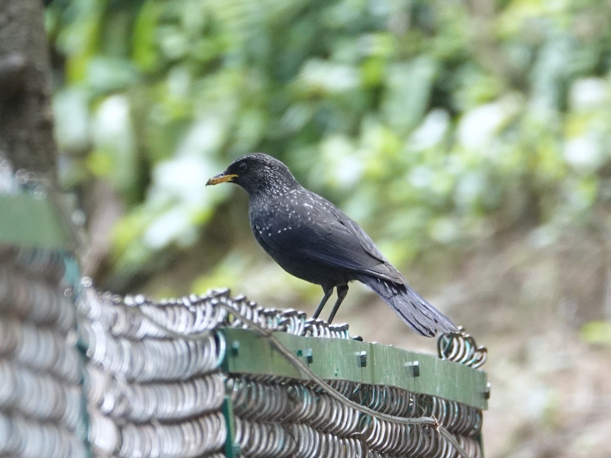Blue Whistling-Thrush - ML636853410
