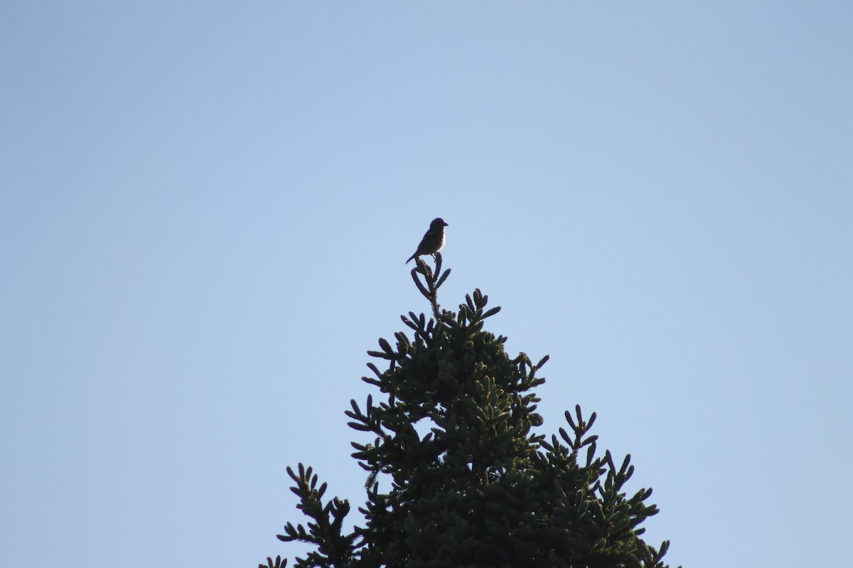 White-winged Crossbill - ML636853428