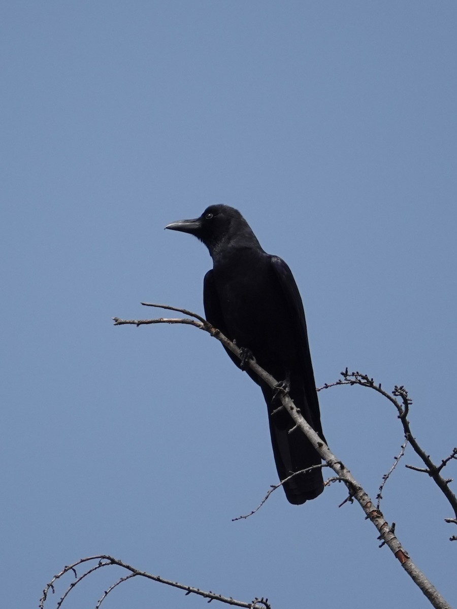 Large-billed Crow - ML636853439