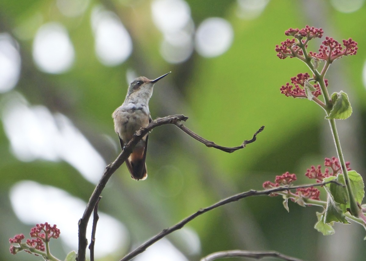 Short-crested Coquette - ML636853445