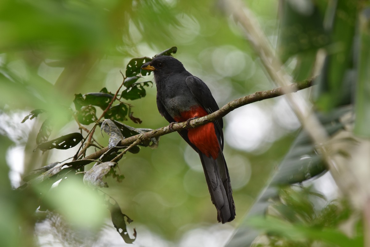 Black-tailed Trogon - ML636853504