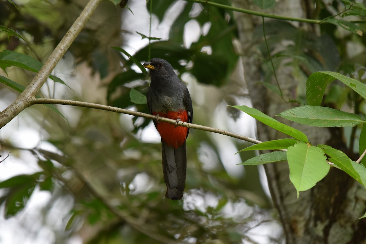 Black-tailed Trogon - ML636853505
