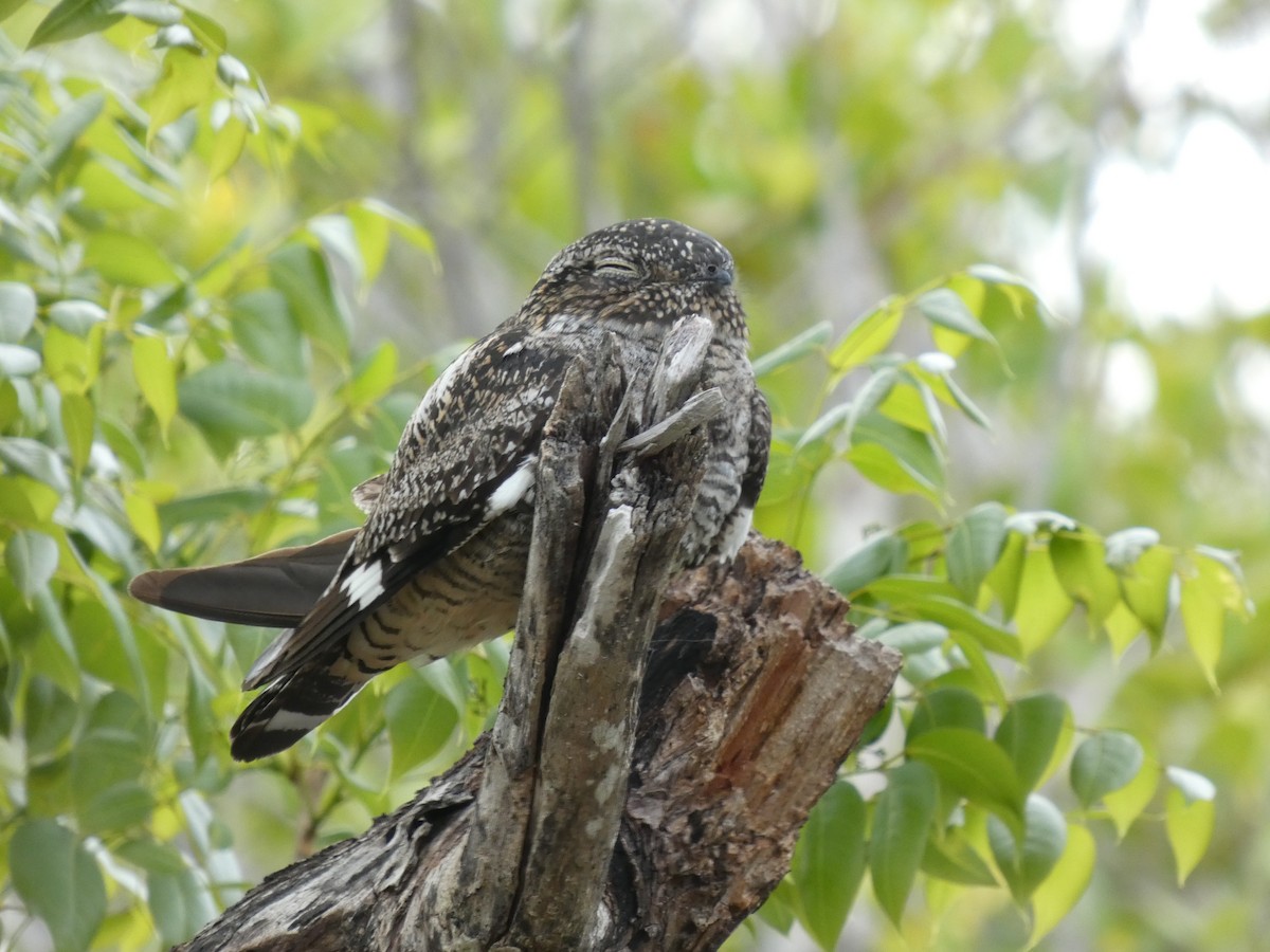 Antillean Nighthawk - ML636853536