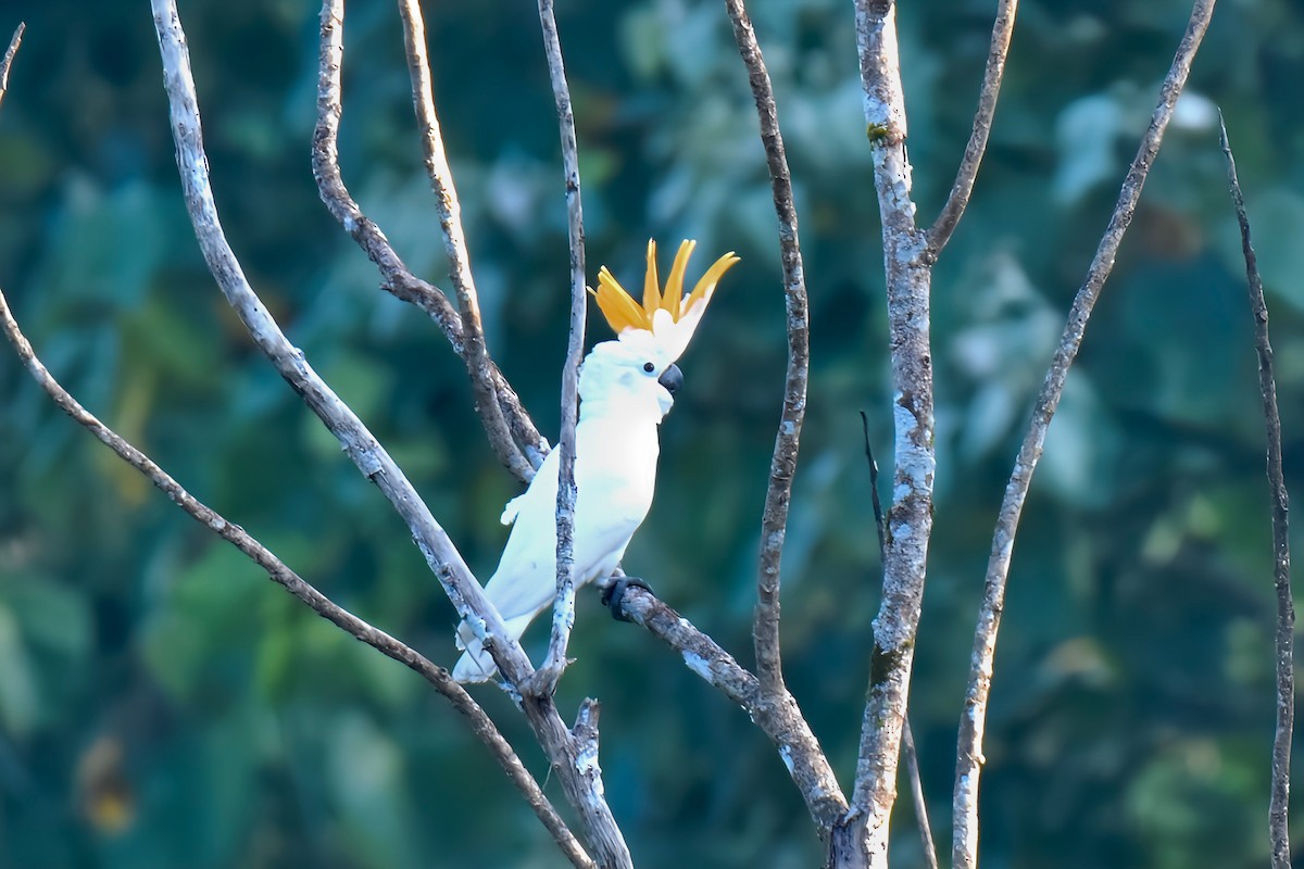 Cacatúa de Sumba - ML636853578