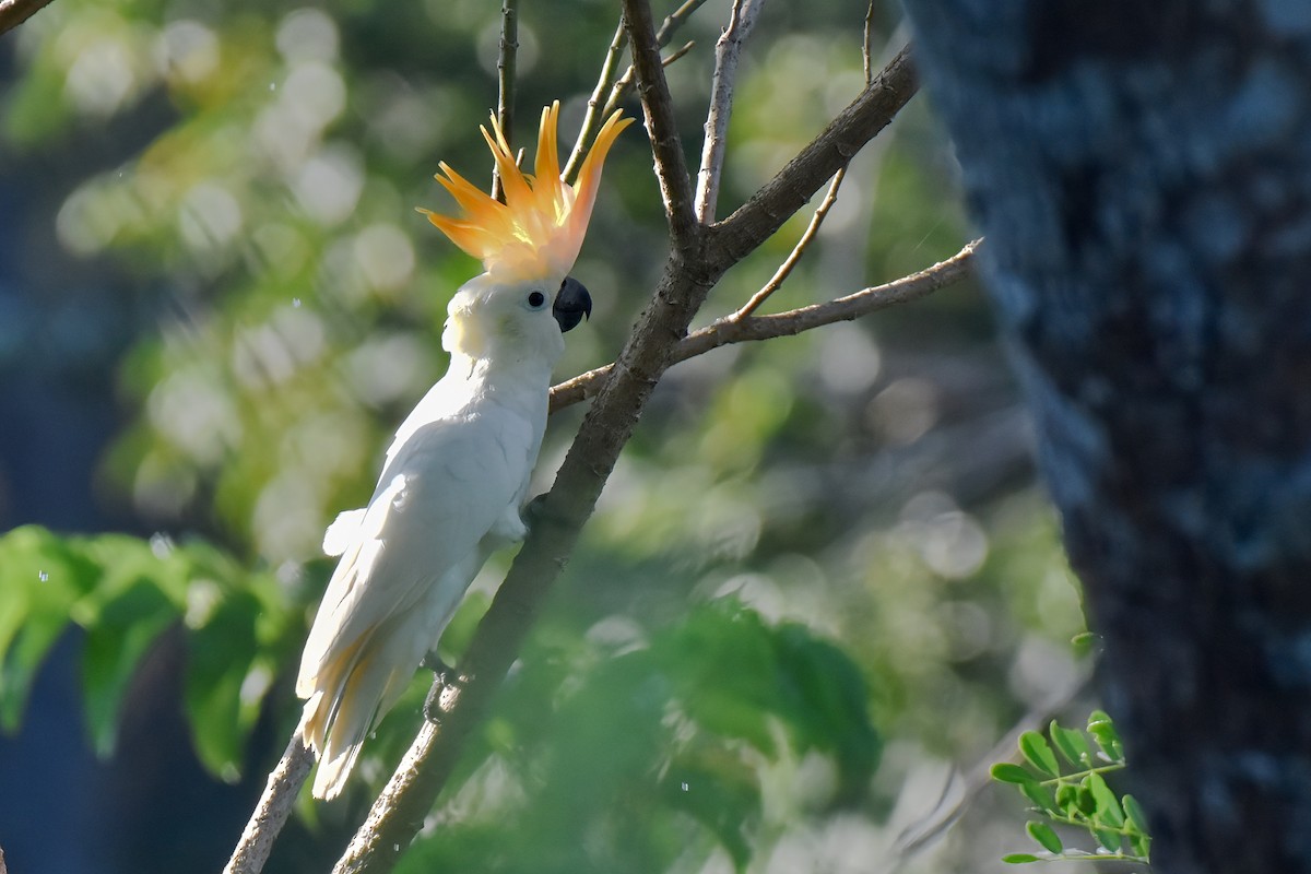 Cacatúa de Sumba - ML636853579
