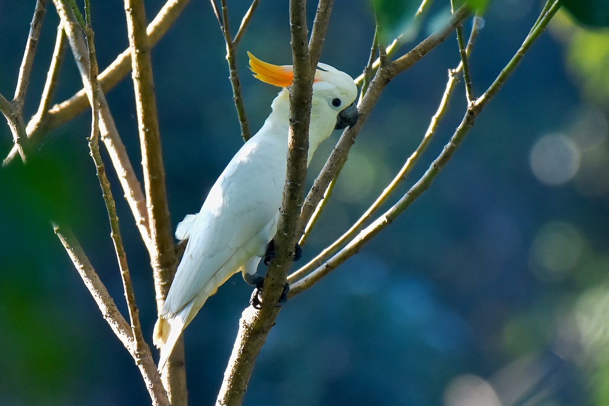 Cacatúa de Sumba - ML636853580