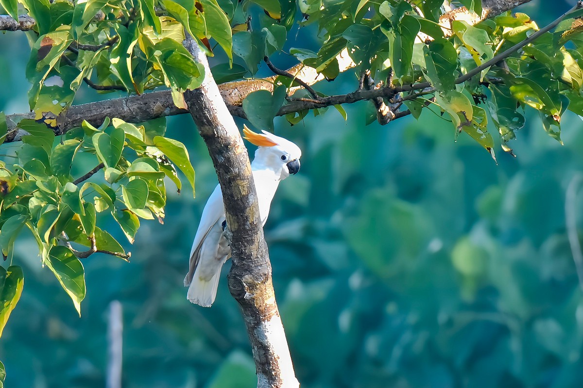 Cacatúa de Sumba - ML636853581