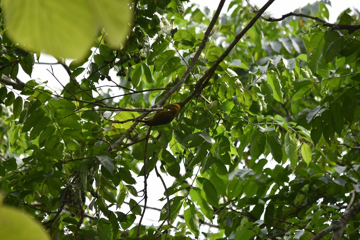 Golden-green Woodpecker - ML636853609